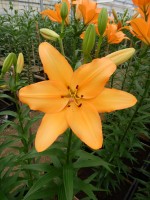 [4058 Talisker No02.JPG]